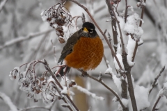 American Robin in a winter landscape in British Columbia, Canada
