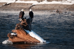 Bald Eagles in Brakendale, Squamish, BC