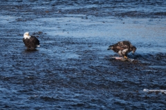 Eagles in Brakendale, Squamish, BC