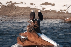 Bald Eagles in Brakendale, Squamish, BC