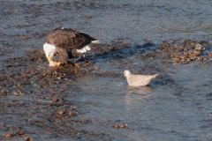 Eagle and a Seagull in Brakendale, Squamish, BC