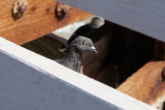 Seagull on the  San Clemente Pier