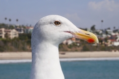Seagull on the  San Clemente Pier