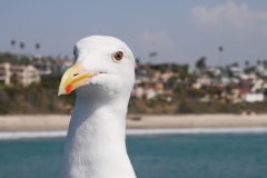 Seagull on the  San Clemente Pier
