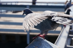 Pigeon on the  San Clemente Pier