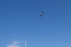 Seagull over the  San Clemente Pier