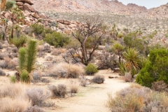Joshua Tree National Park