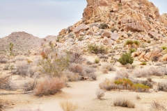 Joshua Tree National Park