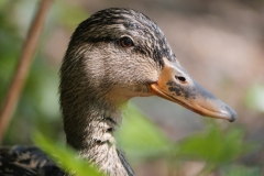 Mallard Duck