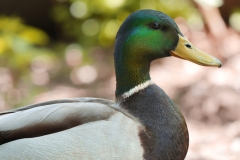 Mallard Duck