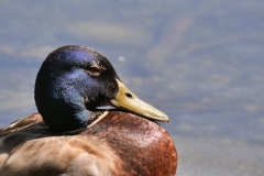 Mallard Duck