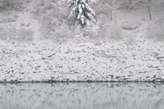A single pine tree reflected on the water of the Cleveland Dam in British Columbia, Canada
